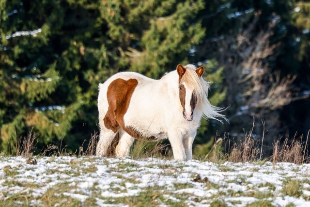 Nahe Steinen wurde ein verletztes Pferd gefunden (Symbolfoto).  | Foto: Thomas Banneyer (dpa)