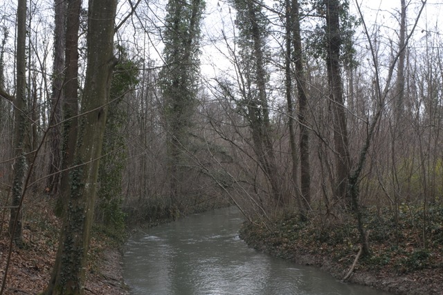 Am Samstag ist ein Leichnam in einem W...Breisach gefunden worden. (Symbolbild)  | Foto: Reinhold John