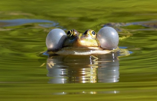 Einige Wasserfroscharten k&ouml;nnten ... gesch&uuml;tzt werden. (Illustration)  | Foto: Soeren Stache/dpa-Zentralbild/ZB