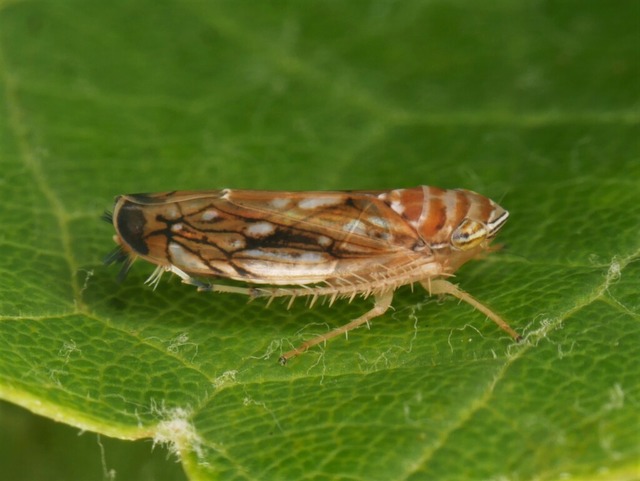 Die Amerikanische Rebzikade (Scaphoide...rankheit Flavescence dore bertragen.  | Foto: Olaf Zimmermann/LTZ Augustenberg