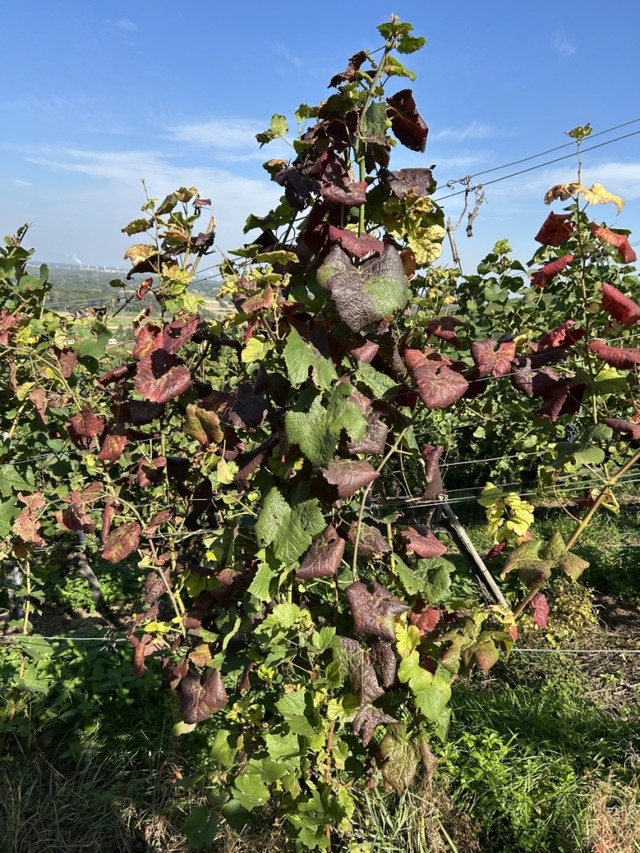 Von der Rebkrankheit Flavescence dore...ltter, die sich nach innen einrollen.  | Foto: WBI