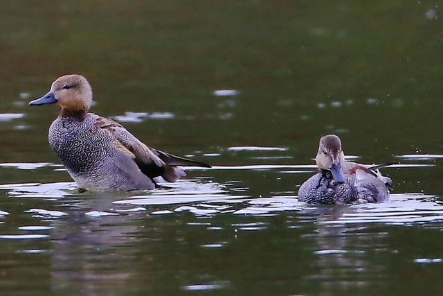 Schnatterenten zu Besuch an der Wehramndung