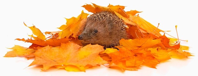 Im Laub verstecken sich Igel gern.  | Foto: Mario Bobertz (stock.adobe.com)