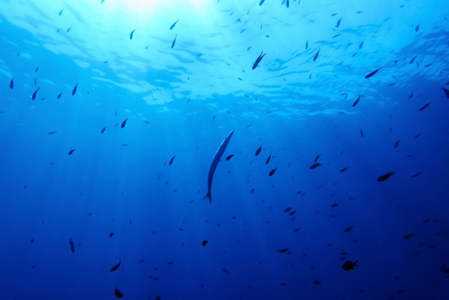 Bisher gibt es f&uuml;r die Hochsee ke...eitlichen Umweltregeln. (Illustration)  | Foto: Annika Hammerschlag/AP/dpa