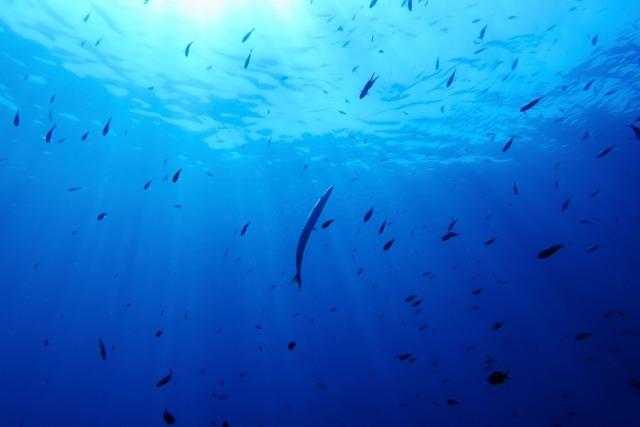 Deutschland will Schutzabkommen für Hochsee beitreten