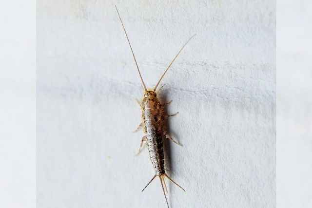 Nicht goldig: Silberfische