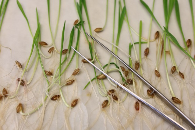 Wird es k&uuml;nftig einfacher, an gen...ten Pflanzen zu forschen? (Archivbild)  | Foto: Matthias Bein/dpa