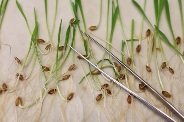 Was hat die EU zum Thema Gentechnik entschieden?