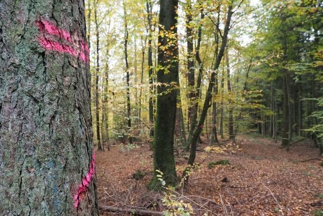 Der Gemeindewald von Malterdingen hatte dieses Jahr eine wetterbedingte Verschnaufpause