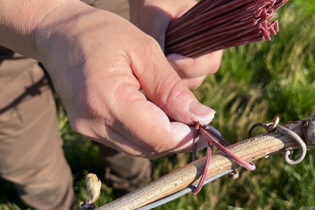 Konventioneller Weinbau hat viel vom Bio-Weinbau gelernt - ohne Spritzmittel gehts nicht