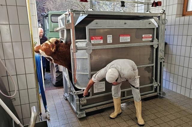 Tierwohl bei der Ttung? Der letzte Weg eines Elbenschwander Rindes