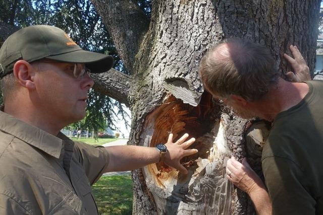 Rheinfelder Stadtverwaltung: "Baumpflege hat fr uns einen hohen Stellenwert"
