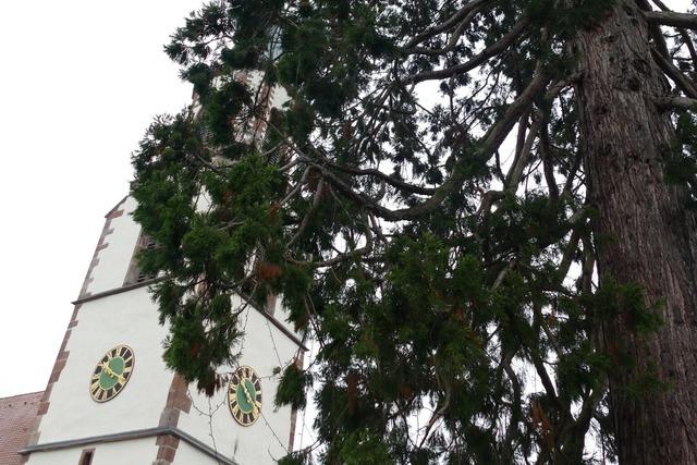 Mammutbaum in Rheinfelden-Eichsel bleibt trotz Hallimasch-Pilz standhaft