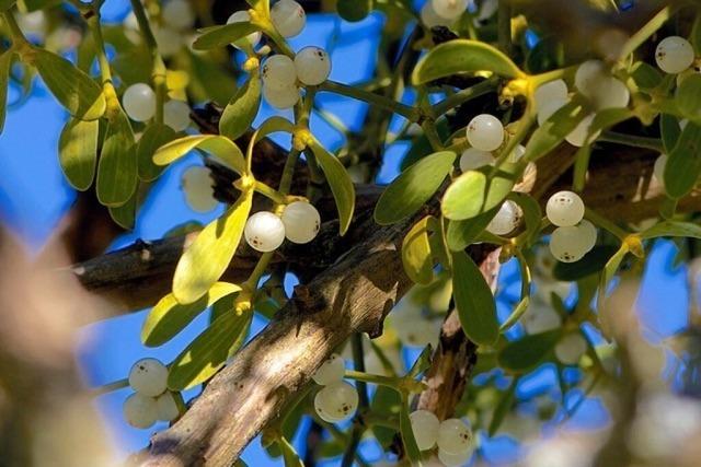 Ein Halbschmarotzer mit mythischer und medizinischer Wirkung: die Mistel