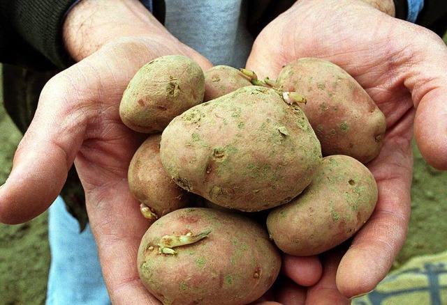 uerlich nicht von normalen Knollen z...n: Gentechnisch vernderte Kartoffeln.  | Foto: Jens Kalaene/dpa