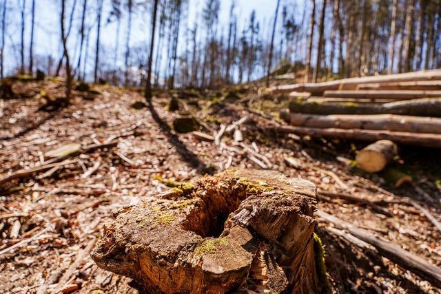 EU-Einigung auf schwächeres Waldschutzgesetz
