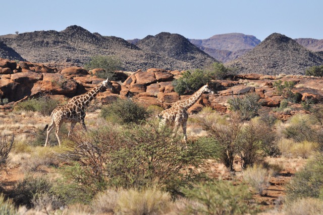 Giraffen bleiben weiterhin gesch&uuml;tzt. (Archivbild)  | Foto: Julia Ruhnau/dpa-tmn/dpa
