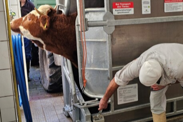 Tierwohl bei der Ttung? Der letzte Weg eines Elbenschwander Rindes