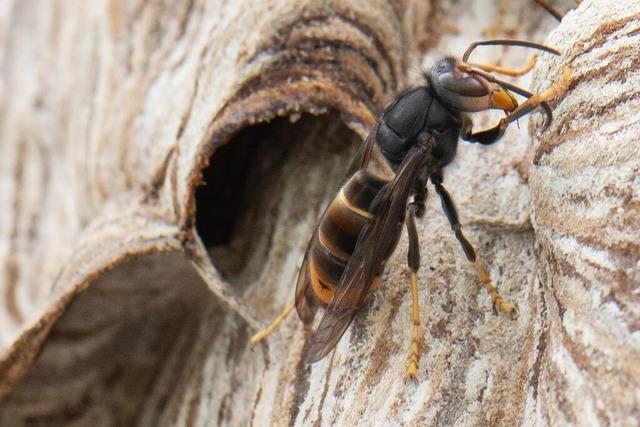 Wer zahlt fr die Bekmpfung der Asiatischen Hornisse in Gersbach?
