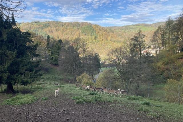 Zeller Wildgehege bleibt vorerst bestehen: Eine bergangslsung wurde gefunden