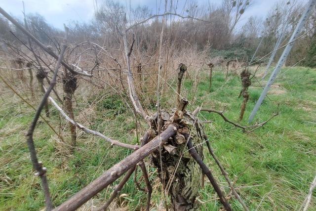 Landwirte ringen weiter um faire Preise und strkere Untersttzung