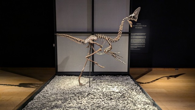 Das Skelett eines Oviraptorosauriers namens "Spike" stammt aus der Kreidezeit.  | Foto: Philip Dethlefs/dpa