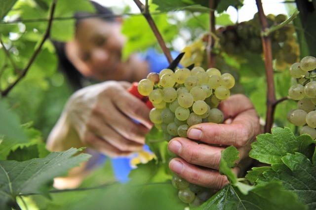 Weinerzeuger aus der Region punkten bei der Premiere des Piwi-Weinpreises