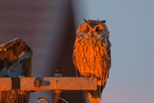 Eule in der D�mmerung