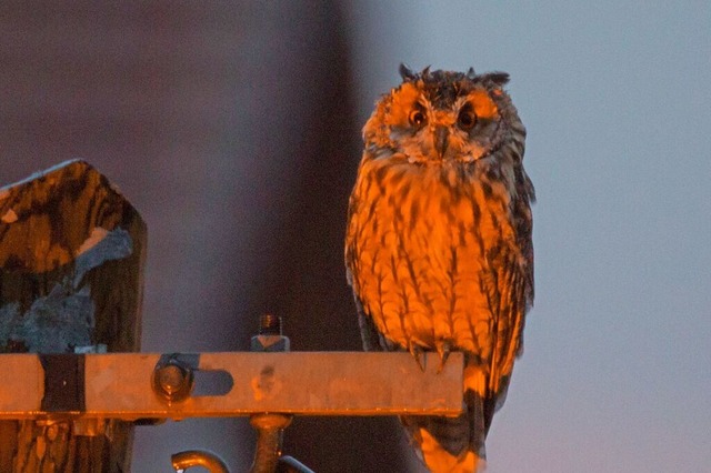 Eule. | Foto: Matthias Futterer Eule. | Foto: Matthias Futterer