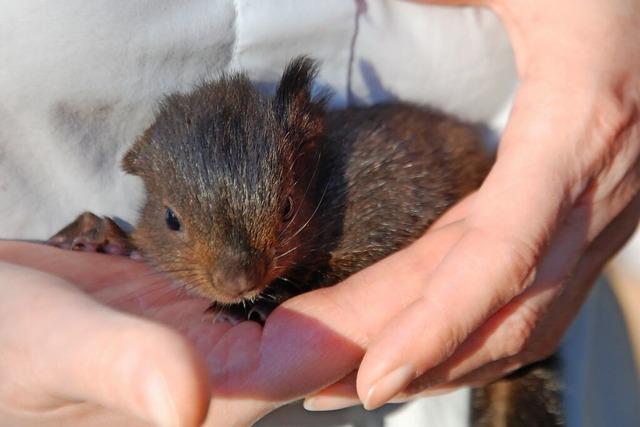 Eichhrnchenbaby, Hornisse, Apfelblte: Die Natur erwacht