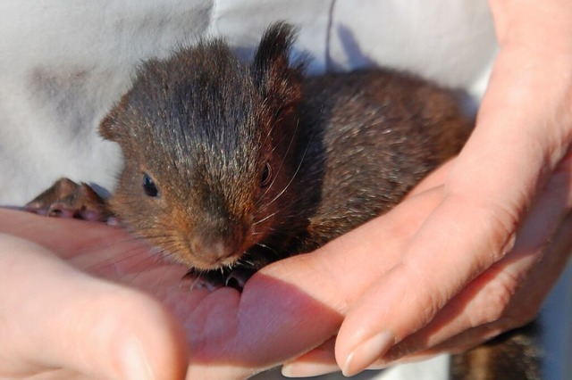 Eichhörnchenbaby | Foto: Jürgen Wiedemann Eichhörnchenbaby | Foto: Jürgen Wiedemann