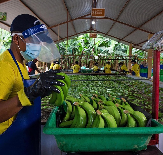 Ein Arbeiter sortiert Bananen: Ecuador...uen EU-Lieferkettengesetz profitieren. | Foto: David Diaz/dpa Ein Arbeiter sortiert Bananen: Ecuador...uen EU-Lieferkettengesetz profitieren. | Foto: David Diaz/dpa
