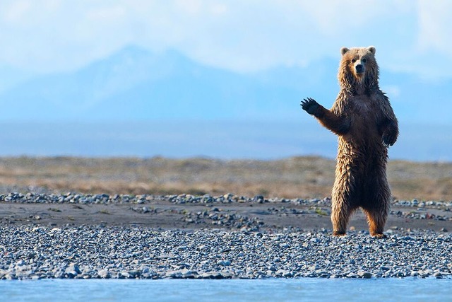 Grizzly in Alaska &#8211; &#8222;eingefangen&#8220; von Florian Schulz  | Foto: Florian Schulz