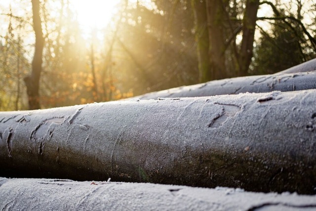 Die Sonne scheint an einem Wanderparkplatz auf mit Raureif bedeckte Baumstmme.  | Foto: Uwe Anspach (dpa)