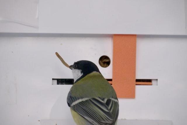 Lueginsland: Nit us de Welt