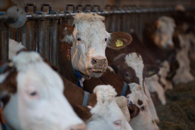 Wann greift das Veterinramt zur Entziehung von Tieren – wie in einem Fall aus dem Umland von Lahr?