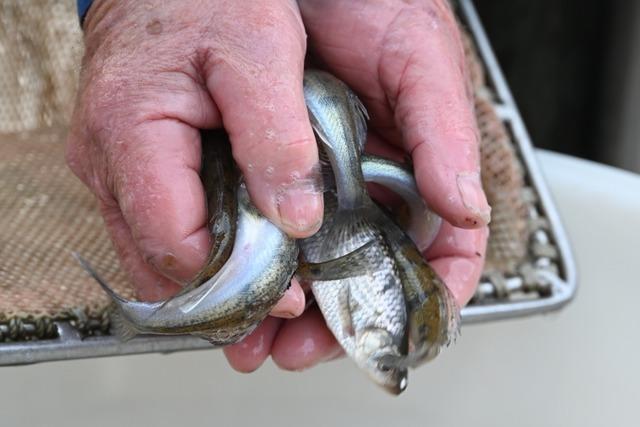 In Breisach werden mehrere tausend neue Fische ausgesetzt