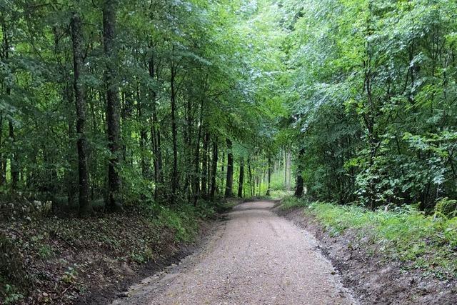 Nachhaltige Forstarbeit soll den Gemeindewald Bad Bellingen gegen den Klimawandel wappnen