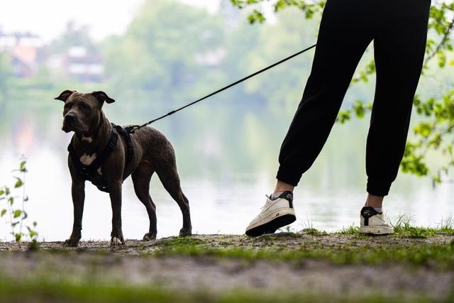Kommt der Hundefhrerschein in Baden-Wrttemberg berhaupt noch?