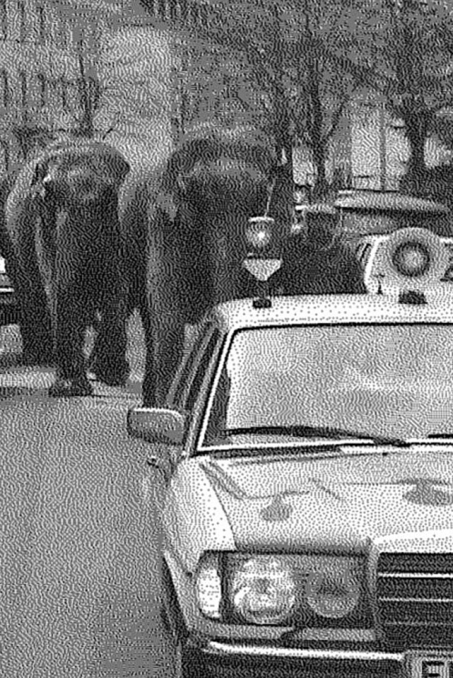 Elefanten ziehen durch die Erwinstrae.  | Foto: Polizei Freiburg