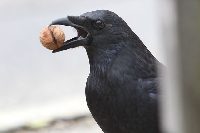 Die Nestbeseitigungen finden auerhalb der Brutzeit statt.  | Foto: Karl-Josef Hildenbrand (dpa)