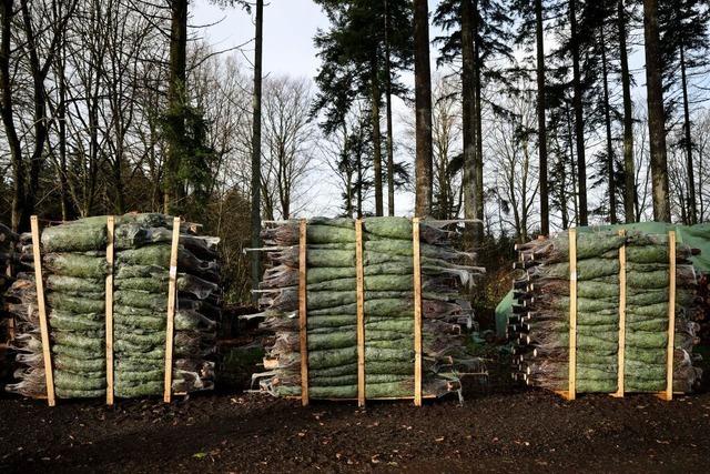 Die zerbrochene Tanne