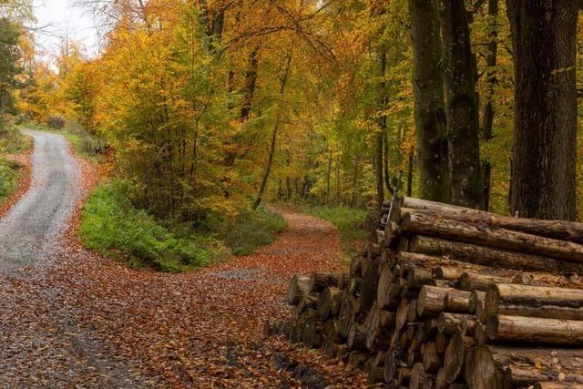 Minus beim Forst in Kappel-Grafenhausen bleibt vorerst bestehen