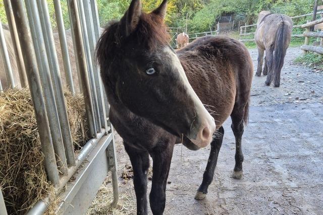 Fohlen geboren und Not-OP – so geht es auf dem Gnadenhof in Dattingen zwei Pferden von einem illegalen Tiertransporter
