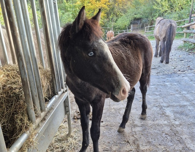 Mariposa ist ein kleines Osterwunder. ...nach Frankreich unterwegs gewesen war. | Foto: Hannes Selz Mariposa ist ein kleines Osterwunder. ...nach Frankreich unterwegs gewesen war. | Foto: Hannes Selz