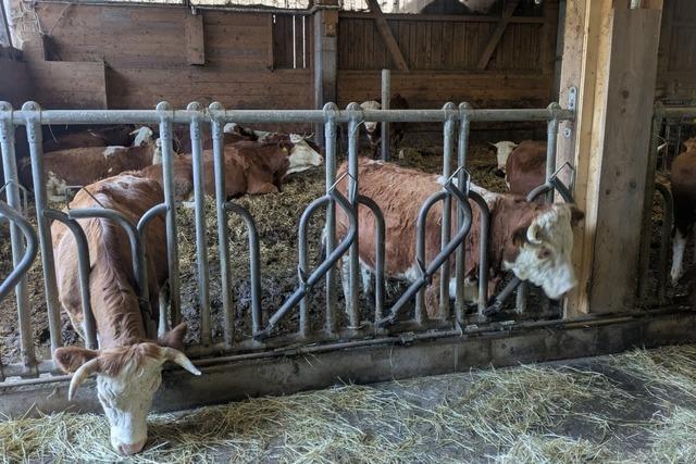 Wieden investiert 1,1 Millionen Euro  in den Gemeinschaftstall