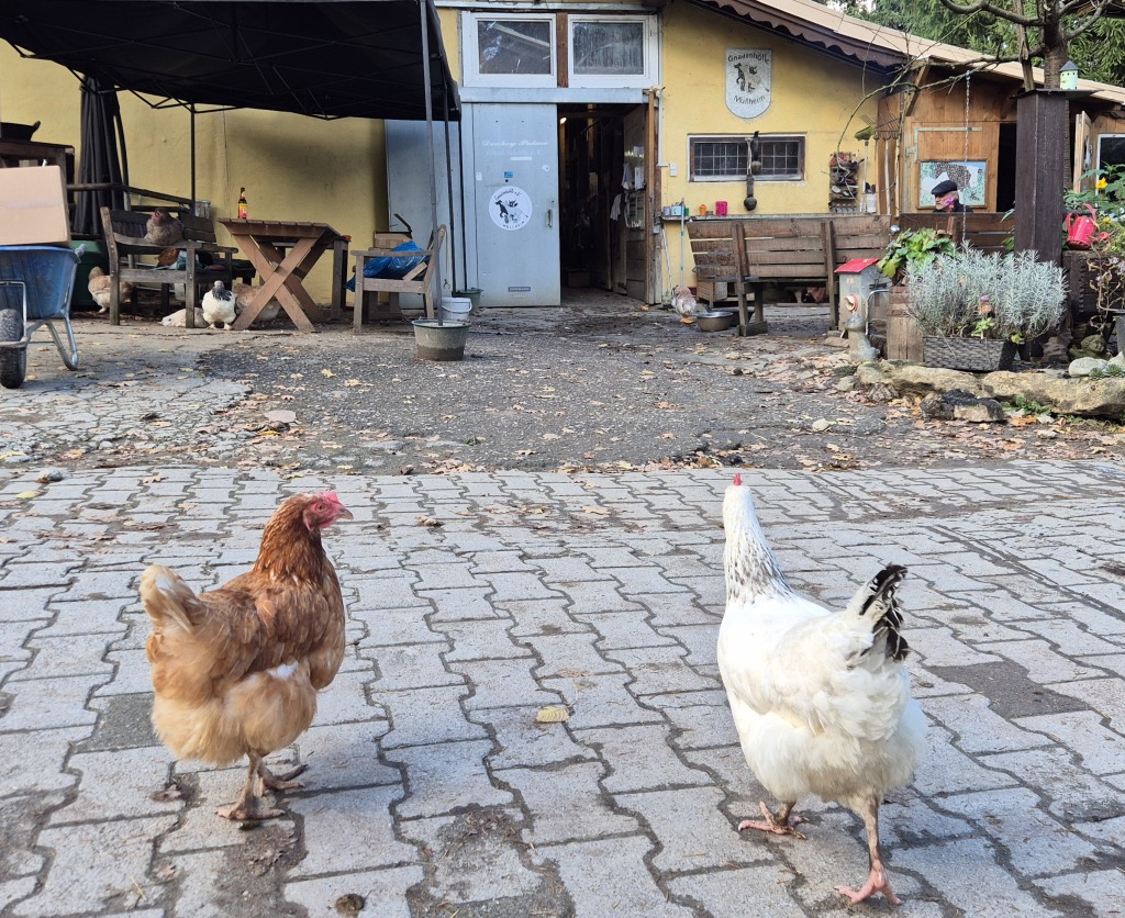Rund 70 Hhner verschiedener Rassen laufen frei auf dem Gelnde herum. Sie haben wie die Gnse, Tauben und Perlhhner keine einzelnen Namen. Doch, das ist zu spren, eine enge Bindung hat das Team auch zu ihnen. „Wir retten bewusst nur Hhner aus der Freilandhaltung“, sagt Ohme. Das sei das kleinere bel, statt die Boden- und Kfighaltung indirekt zu untersttzen, indem der Hof die Tiere den Landwirten am Ende noch abnimmt.