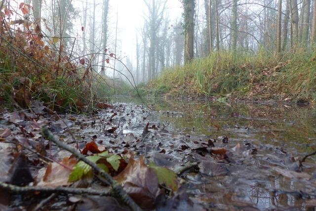 Diskussion um Hochwasserpolder: Wie ist der Stand in Breisach/Burkheim, wie in Wyhl/Weisweil?