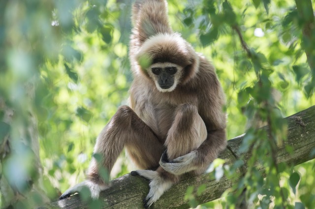 Ein Wei&szlig;handgibbon sitzt im Berliner Tierpark  | Foto: picture alliance / dpa