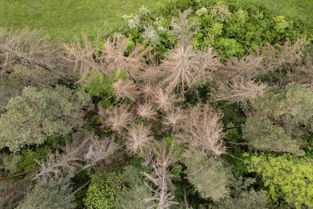 Im Kreis Breisgau-Hochschwarzwald ist kaum Geld fr Klimaanpassungen da